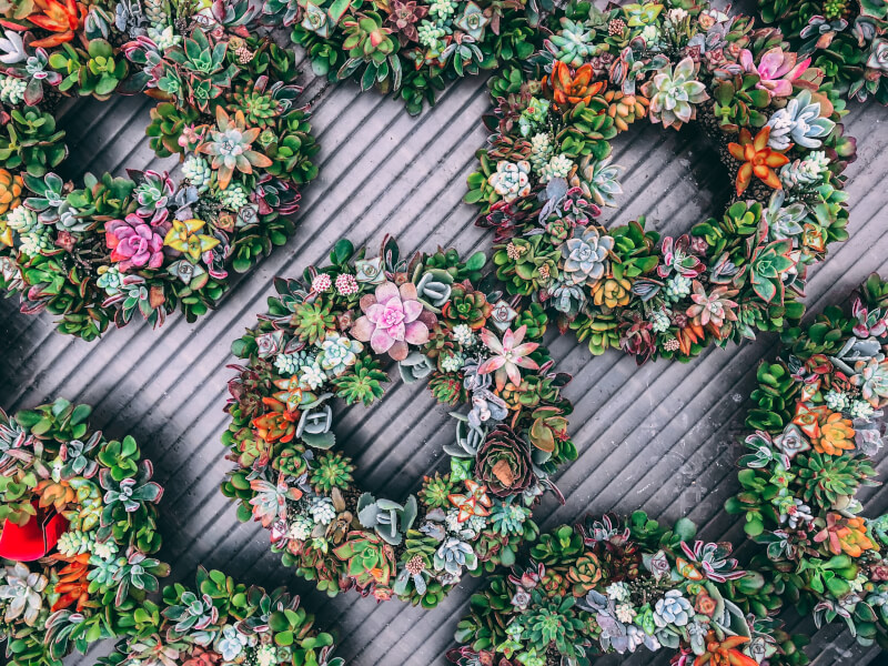 succulent wreaths